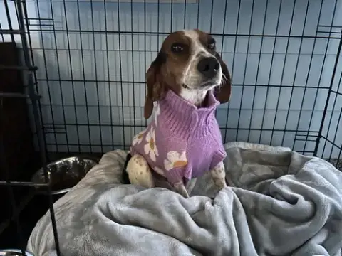Sadie/Beagle- Adoption Pending