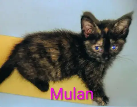 Mulan photo 3