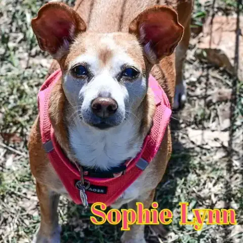 Sophie Lynn photo 4