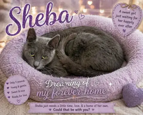 Sheba photo 3