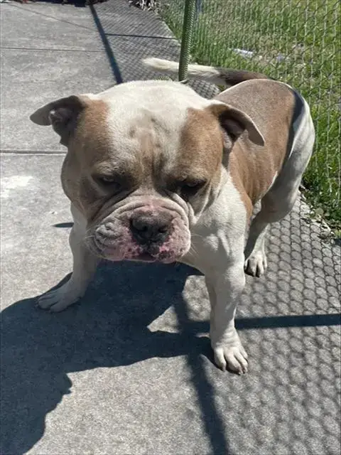 Big Al