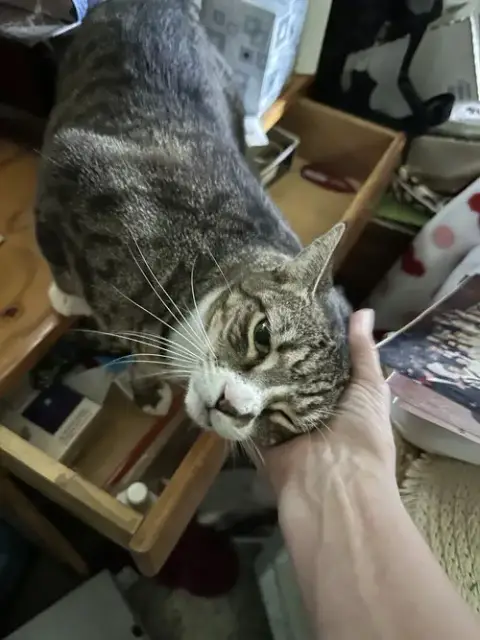 Baby The Sweet Tabby photo 3