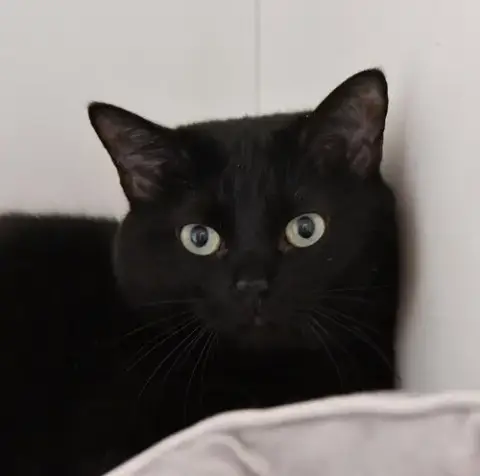 Kiki
