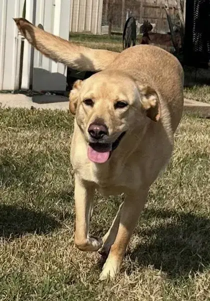 Bonita