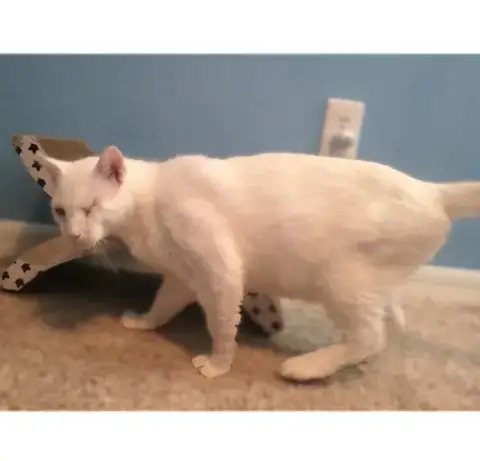 Casper photo 2