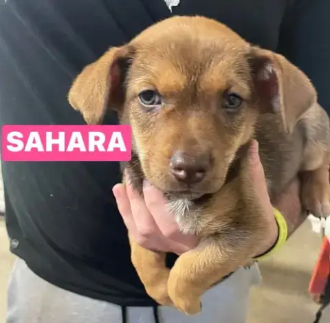 Jv Sahara photo 4