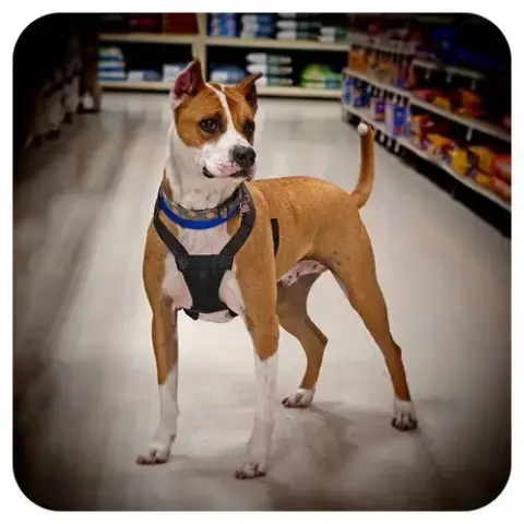 Louie photo 2