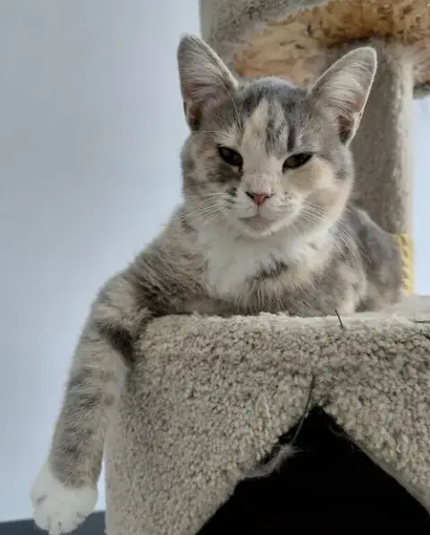 Zeva