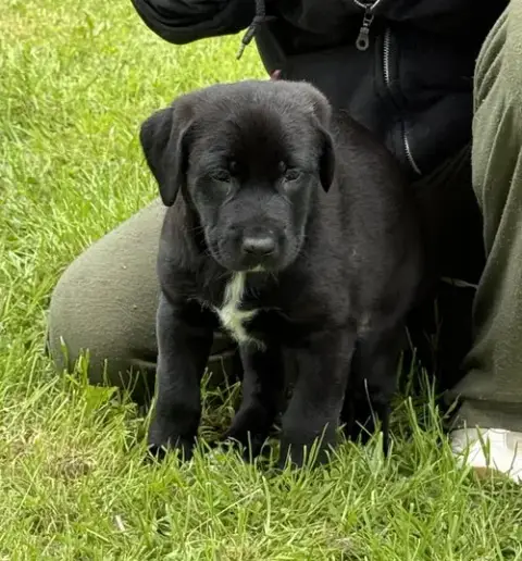 Kojak photo 5