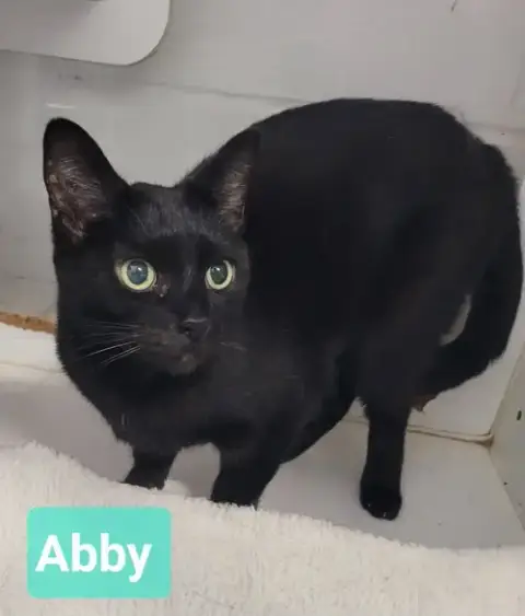 Any Cat