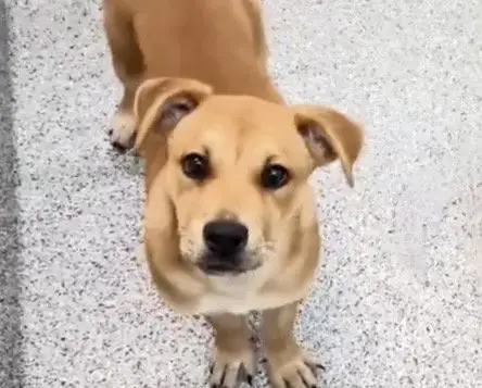Kiara