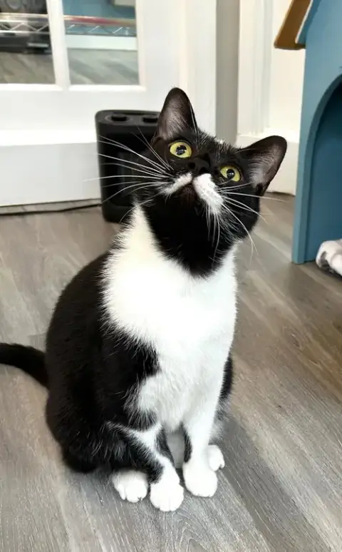 Blinky