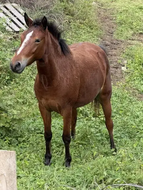 Bellisima