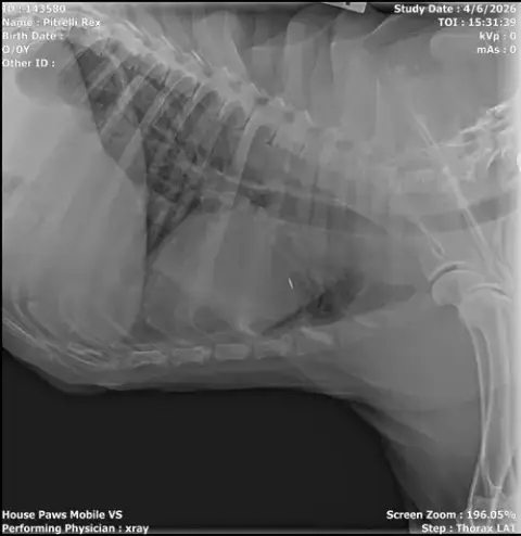 Rex photo 2