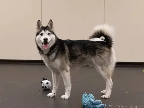 Logan