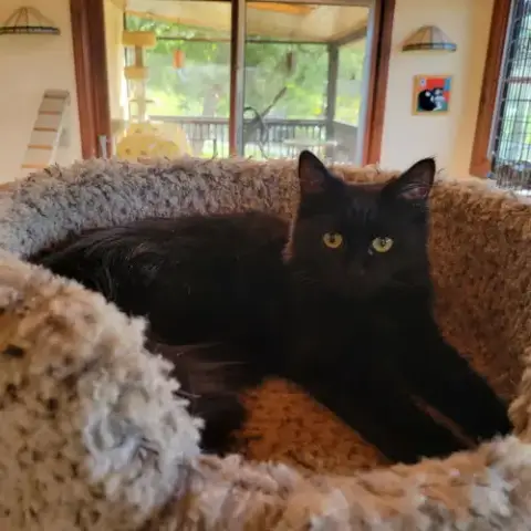 Kahlua photo 2