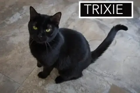 Trixie photo 2