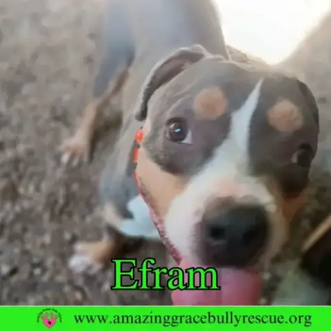 Efram photo 2