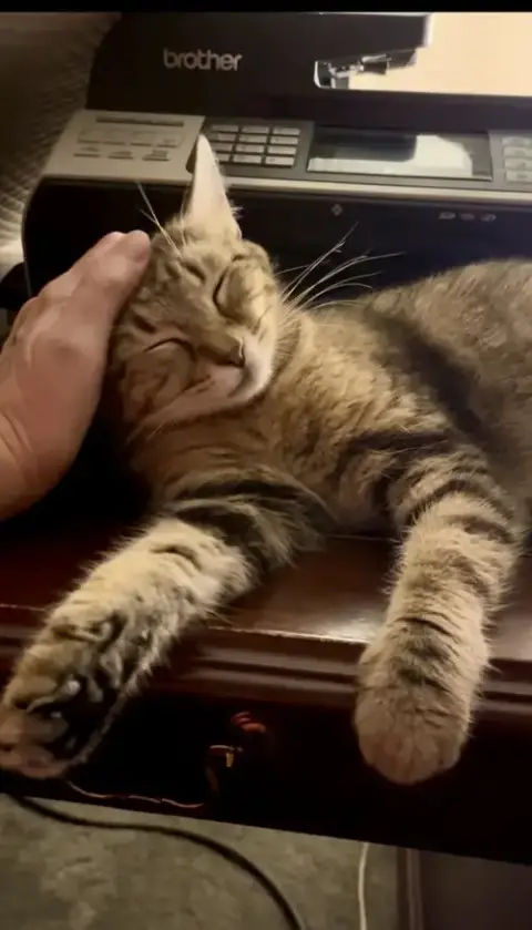 Memorial Day Special Cats! photo 3