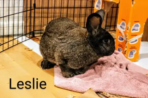 Leslie photo 2