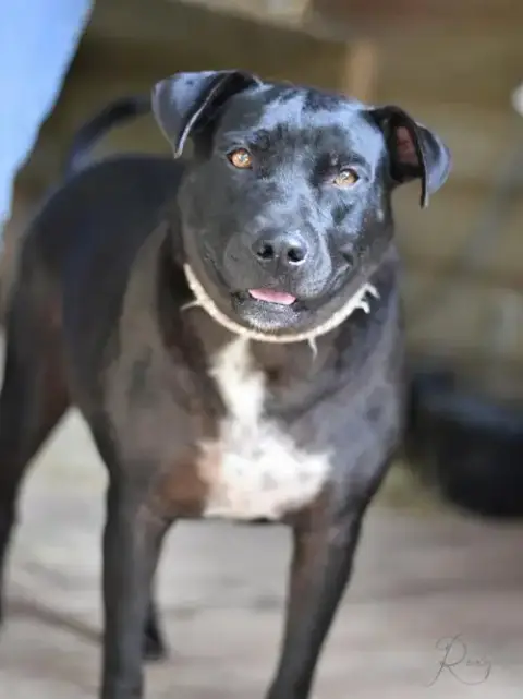 Roxy photo 2