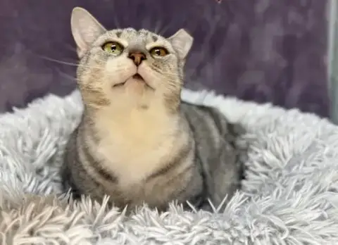 Felix