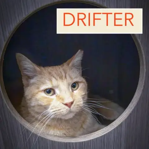 Drifter W/Francine photo 5