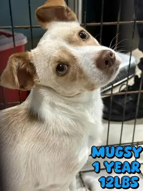 Mugsy photo 2