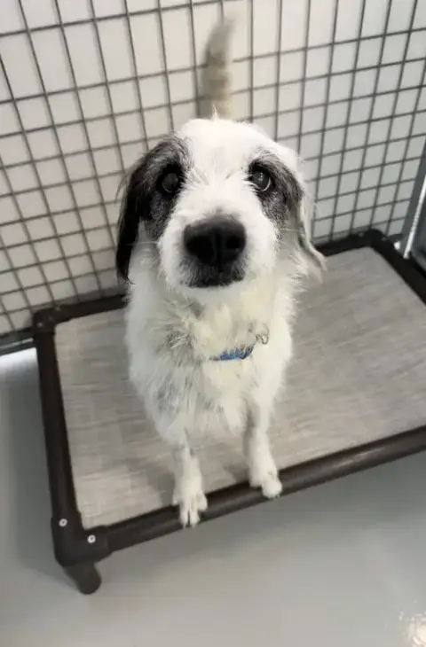 Lyla