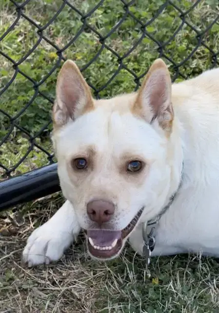 Dog
