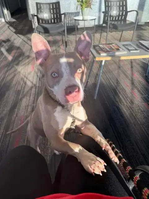 Ears Mcgee