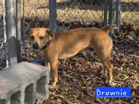 Brownie photo 4