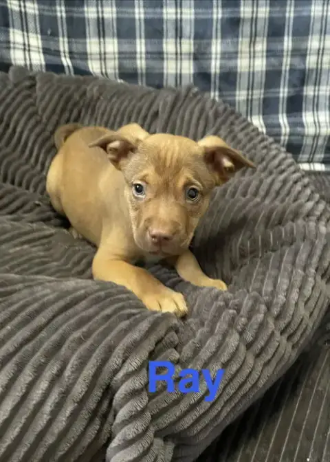 Ray