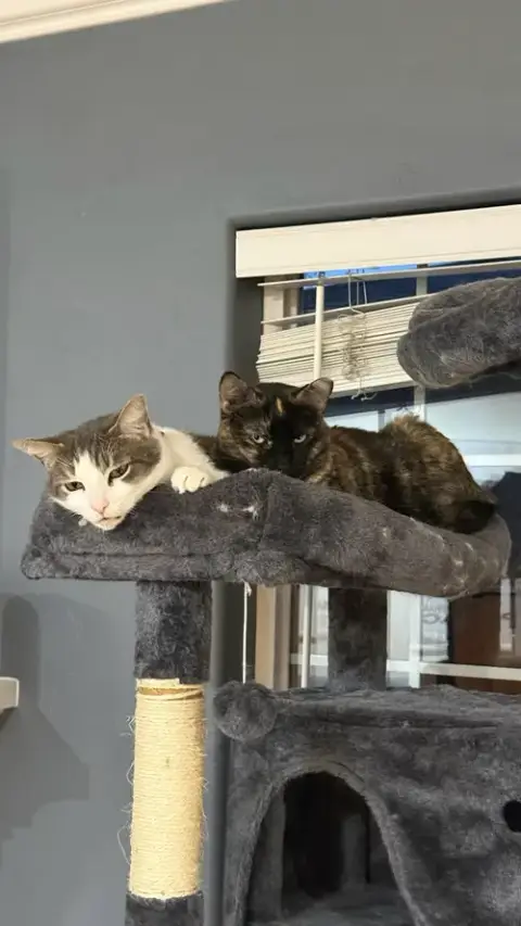 Kittenicus And Plum