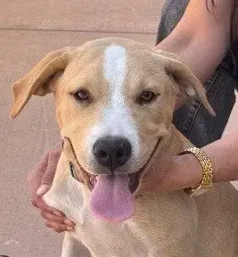 Oakley-Cp-Foster Or Adopt Me!