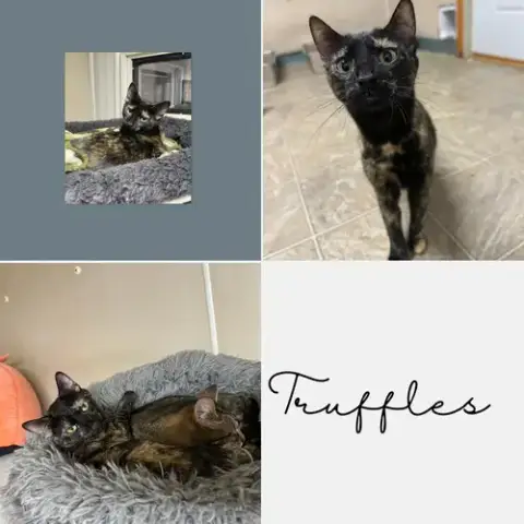 Truffles photo 3