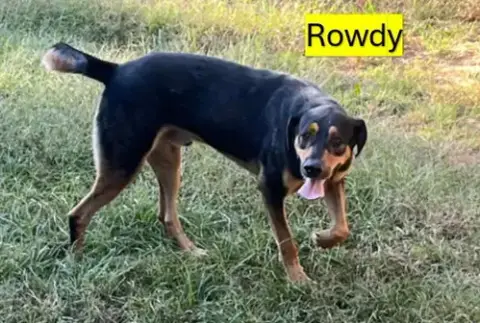Rowdy photo 4