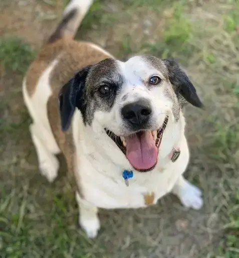 Archie photo 2