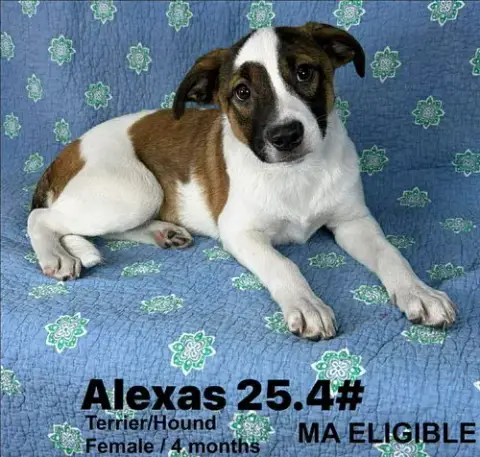 Alexas photo 5