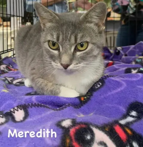 Meredith photo 2