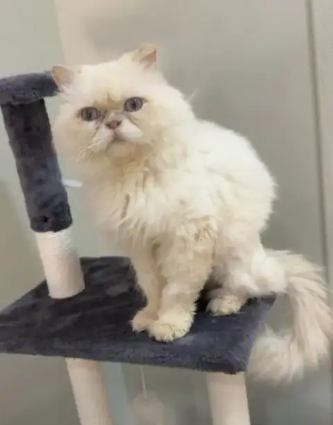 Cosmo Sa Purrsian