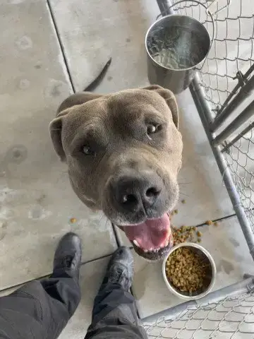 Rufus