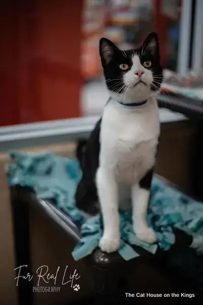 Bandit photo 4