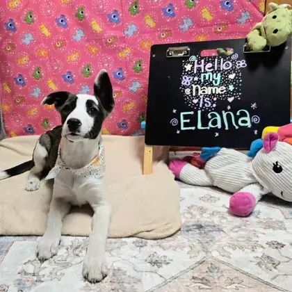 Elana photo 3