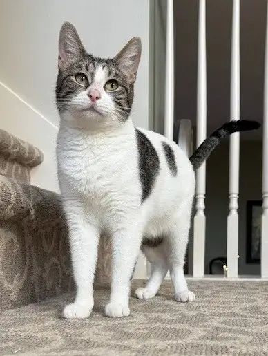 Francine