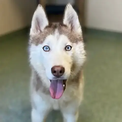 Balto photo 3