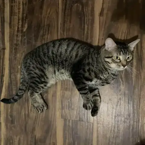 Tigger photo 2