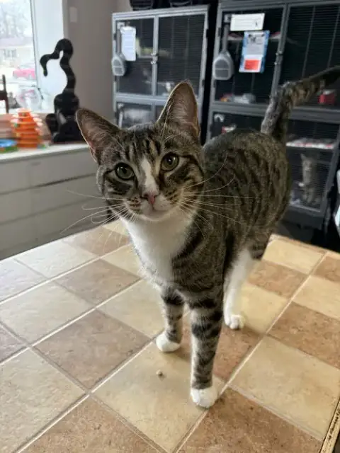 Walt Whiskers