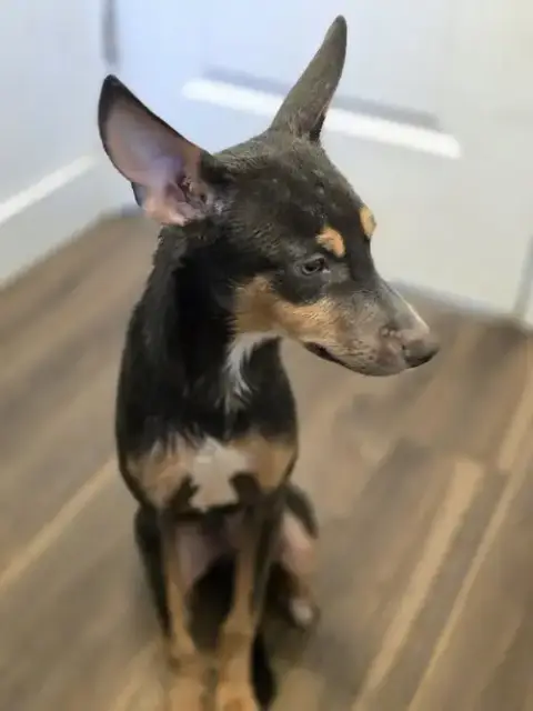 Ollie photo 4