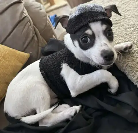 Jack Jack photo 3